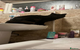 Mixed Breed cats for sale: 2 year old, long haired, black cat - Image 3