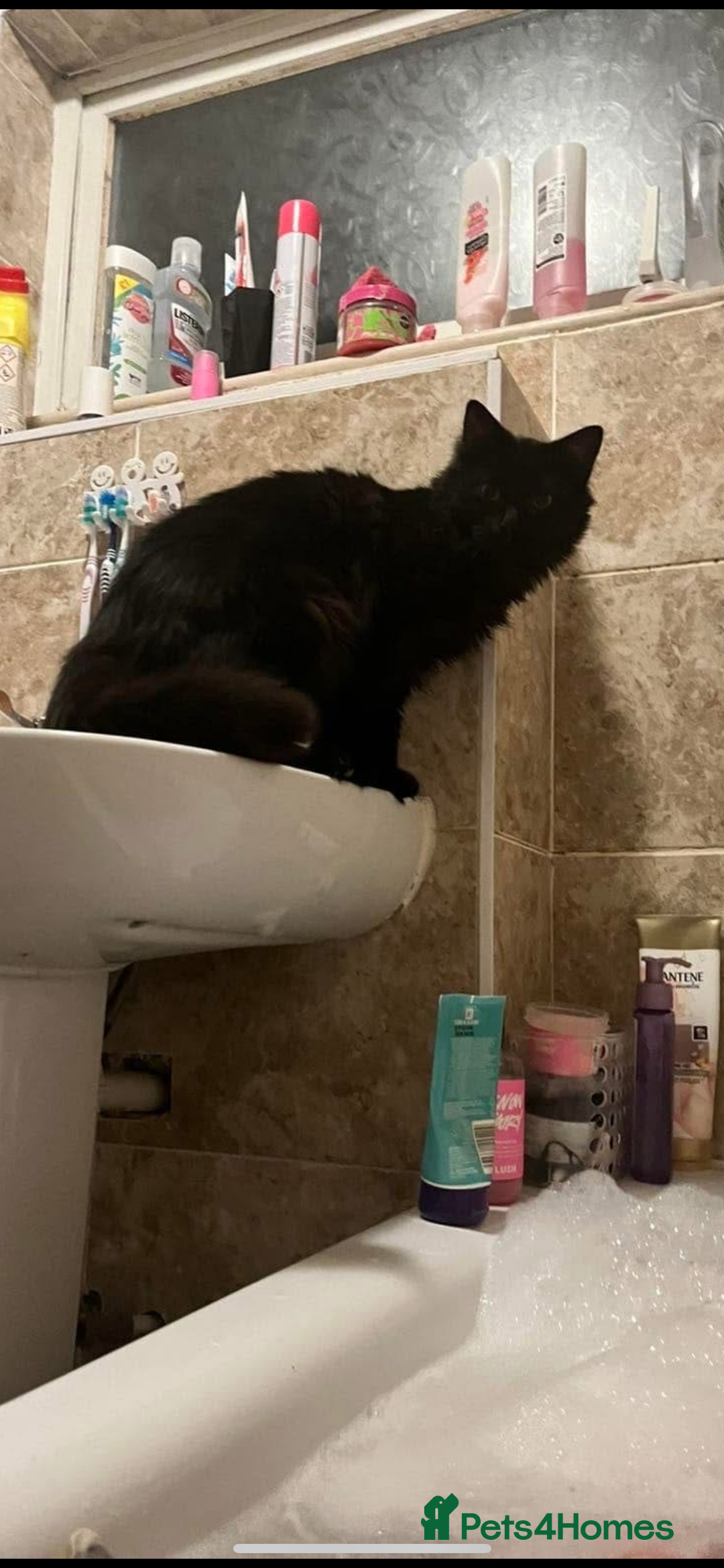Mixed Breed cats for sale: 2 year old, long haired, black cat - Image 3