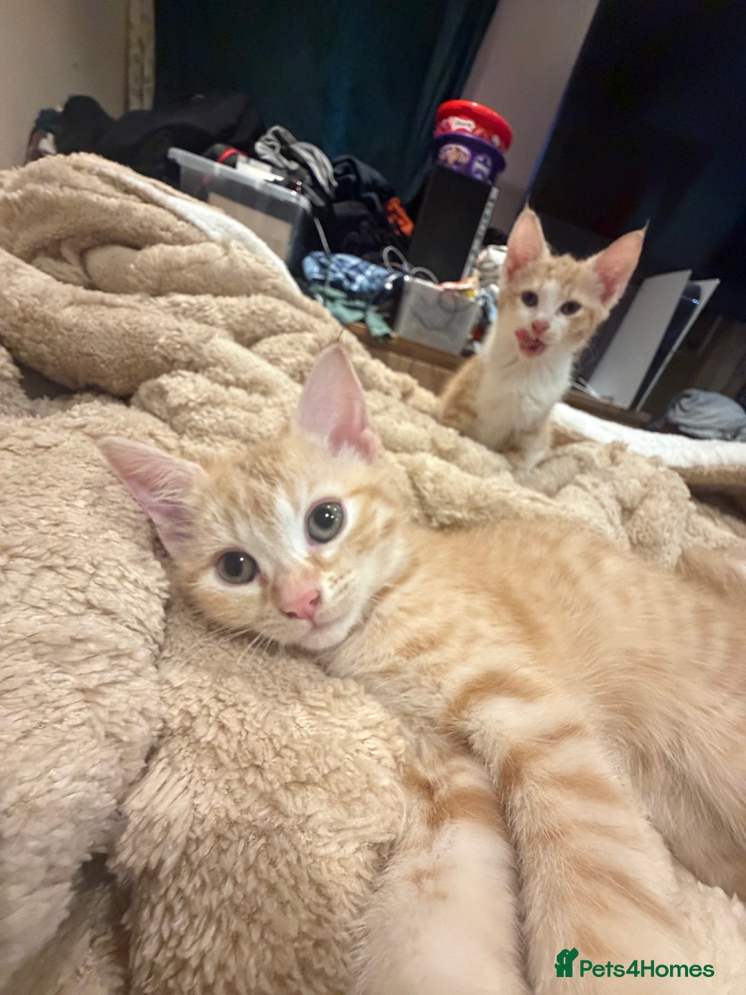 Mixed Breed cats for sale: 3 ginger and white kittens  - Advert 2