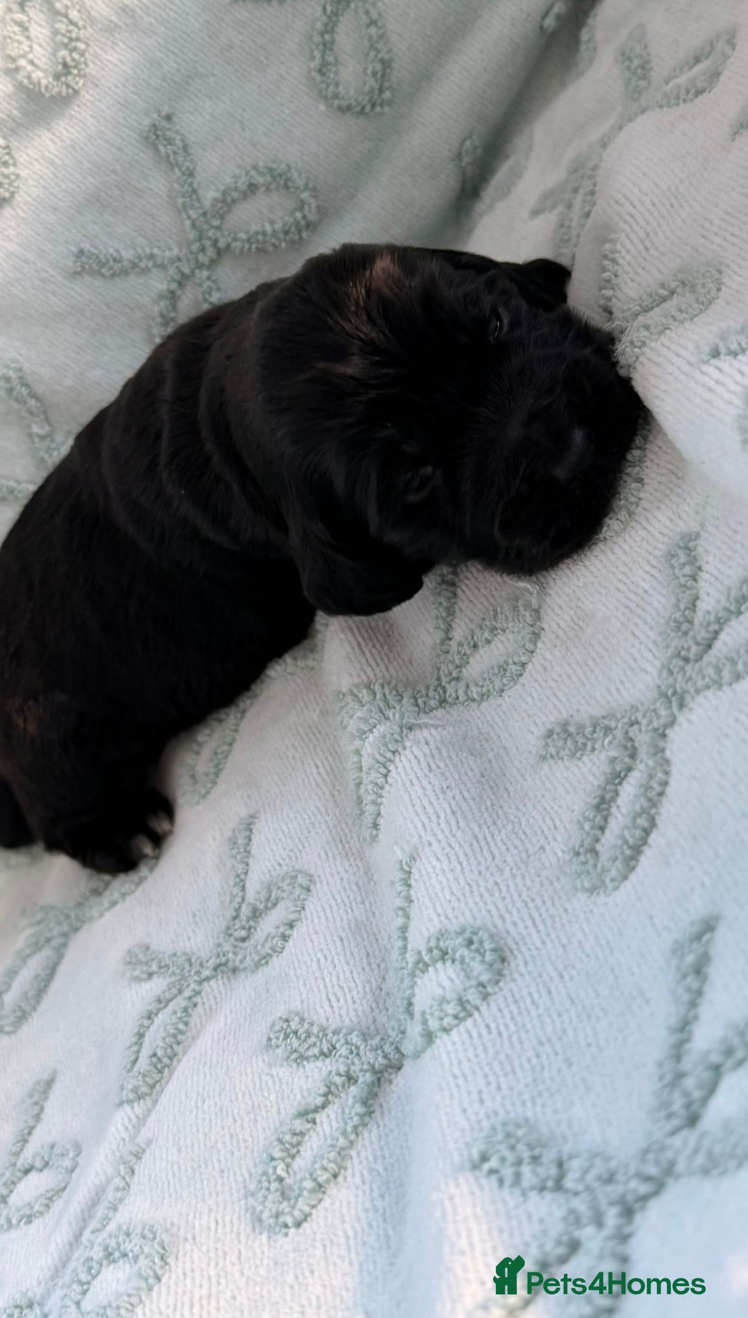 Cockerdor dogs for sale: Stunning show cocker spaniel cross Labrador puppys - Advert 6