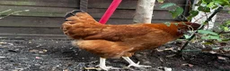 Chickens poultry for sale: 4 Hens for £70 in Manchester - Advert 19