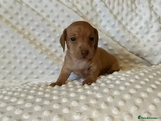 Miniature Dachshund dogs KC PRA clear miniature Dachshunds ready 14th Feb - Advert 1