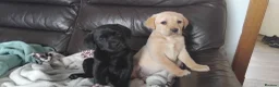 Labrador Retriever dogs for sale: Gorgeous Labrador KC Registered  - Advert 8