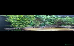 Snake reptiles for sale: Ball python and full vivarium - Image 8