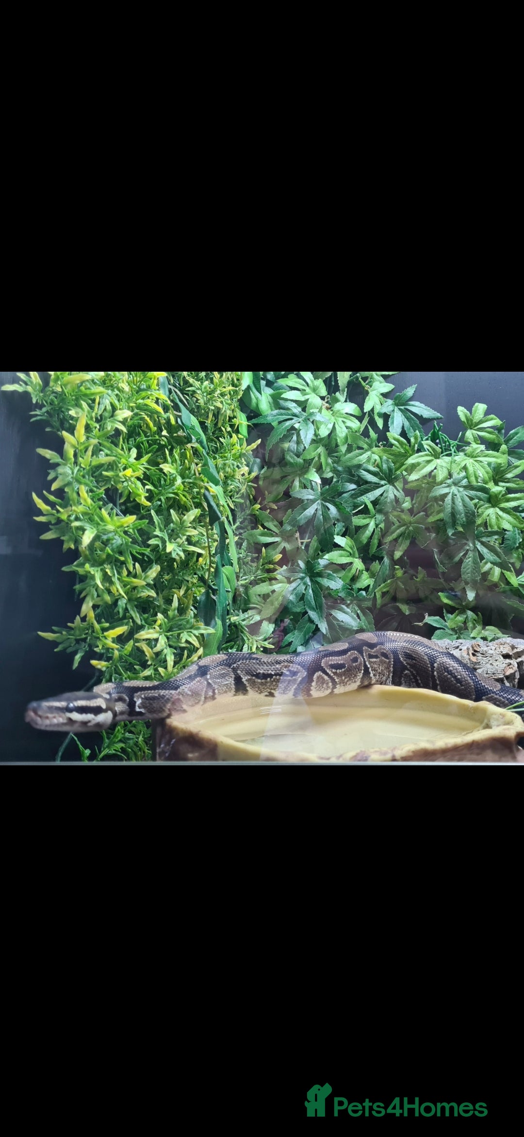 Snake reptiles for sale: Ball python and full vivarium - Image 8