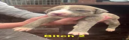 Lurcher dogs for sale: 6 beautiful collie whippet grey x bull greys  - Advert 3