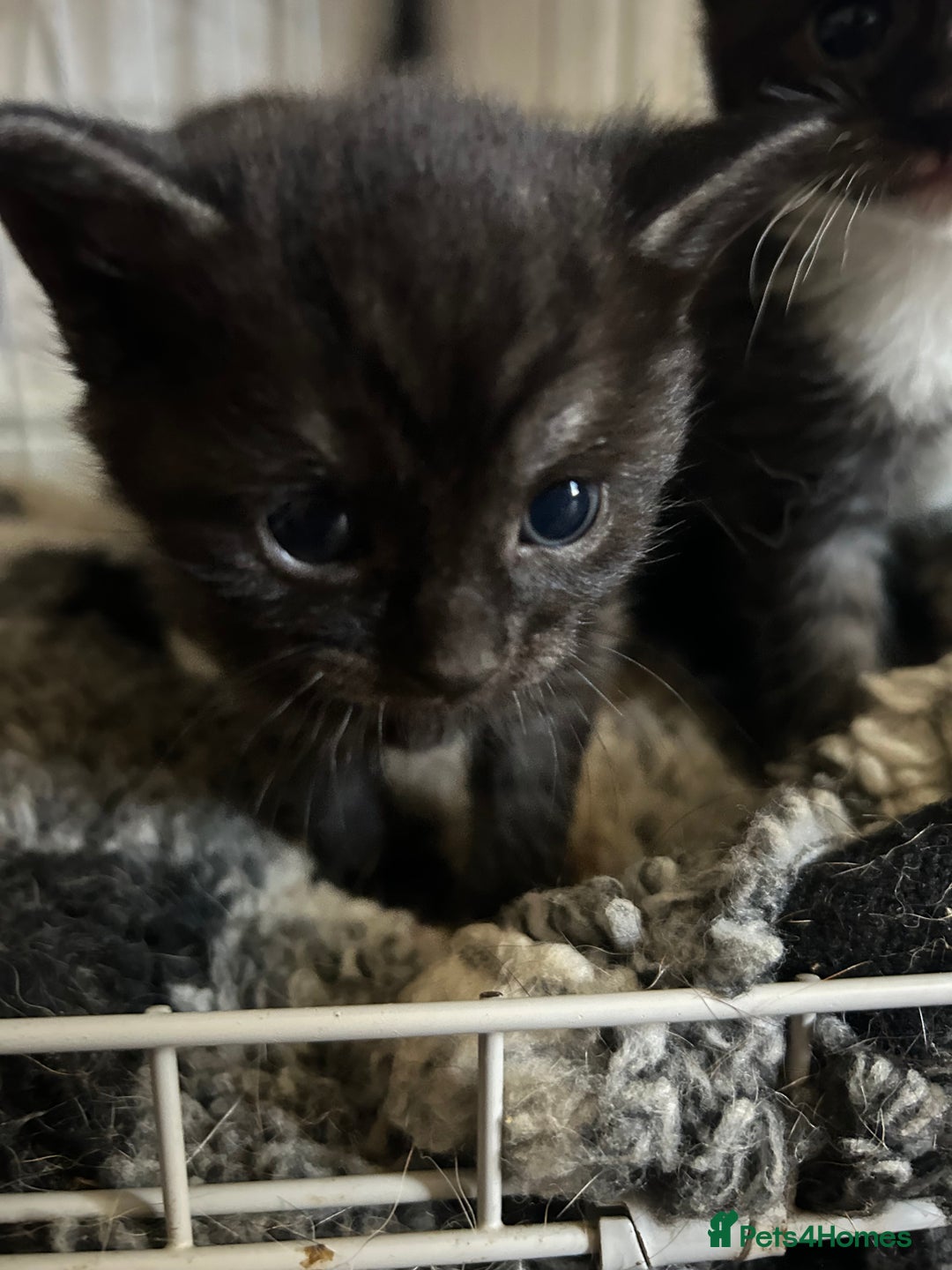 Mixed Breed cats for sale: 3 beautiful kittens for sale - Image 5