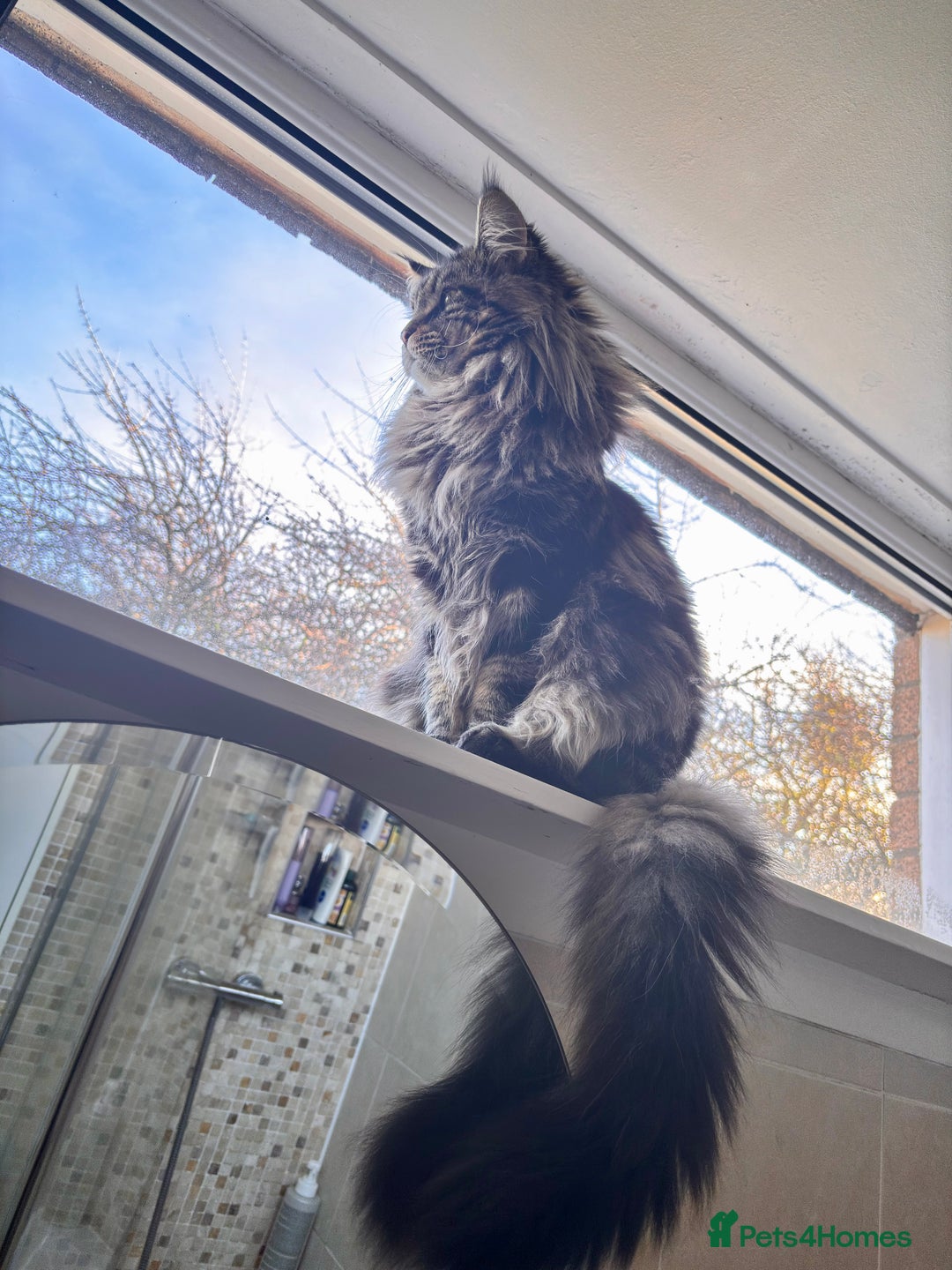 Maine Coon cats for stud: Tabby Mainecoon For Stud - Advert 4
