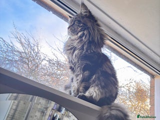 Maine Coon cats Tabby Mainecoon For Stud - Advert 15