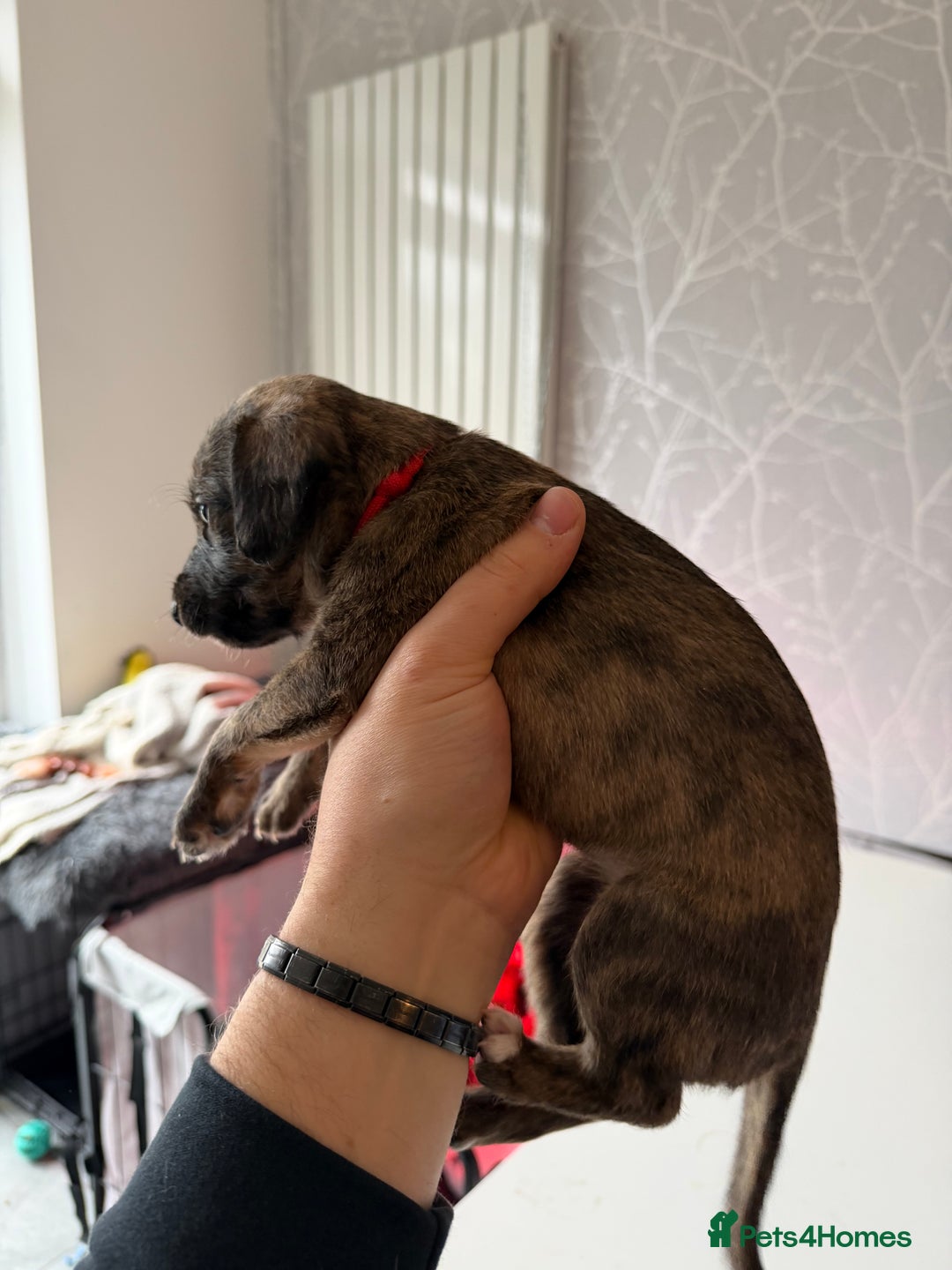 Mixed Breed dogs for sale: Bedlington x Whippet - Advert 37