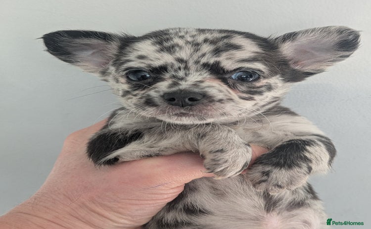 Chihuahua dogs Stunning merle Chihuahua puppies  - Advert 2