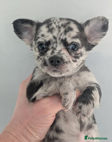 Chihuahua dogs Stunning merle Chihuahua puppies - Advert 8