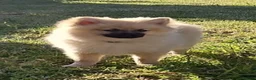 Pomeranian dogs for sale: Beautiful Pomeranian boy - Advert 2