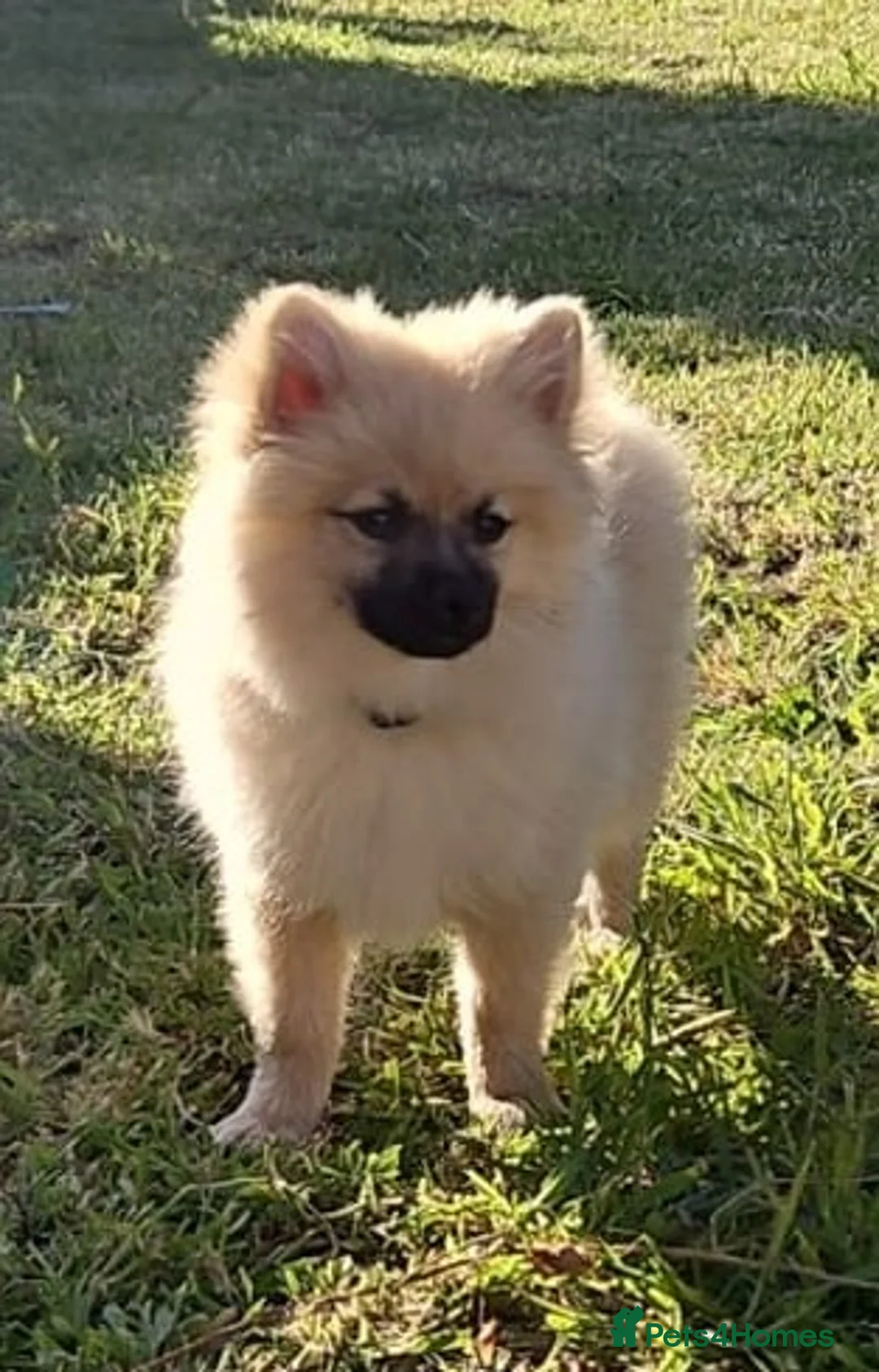 Pomeranian dogs for sale: Beautiful Pomeranian boy - Advert 2