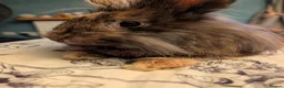 Mini Lion Lop rabbits for sale: Pair of bonded female mini lion lops in Pontefract - Advert 6