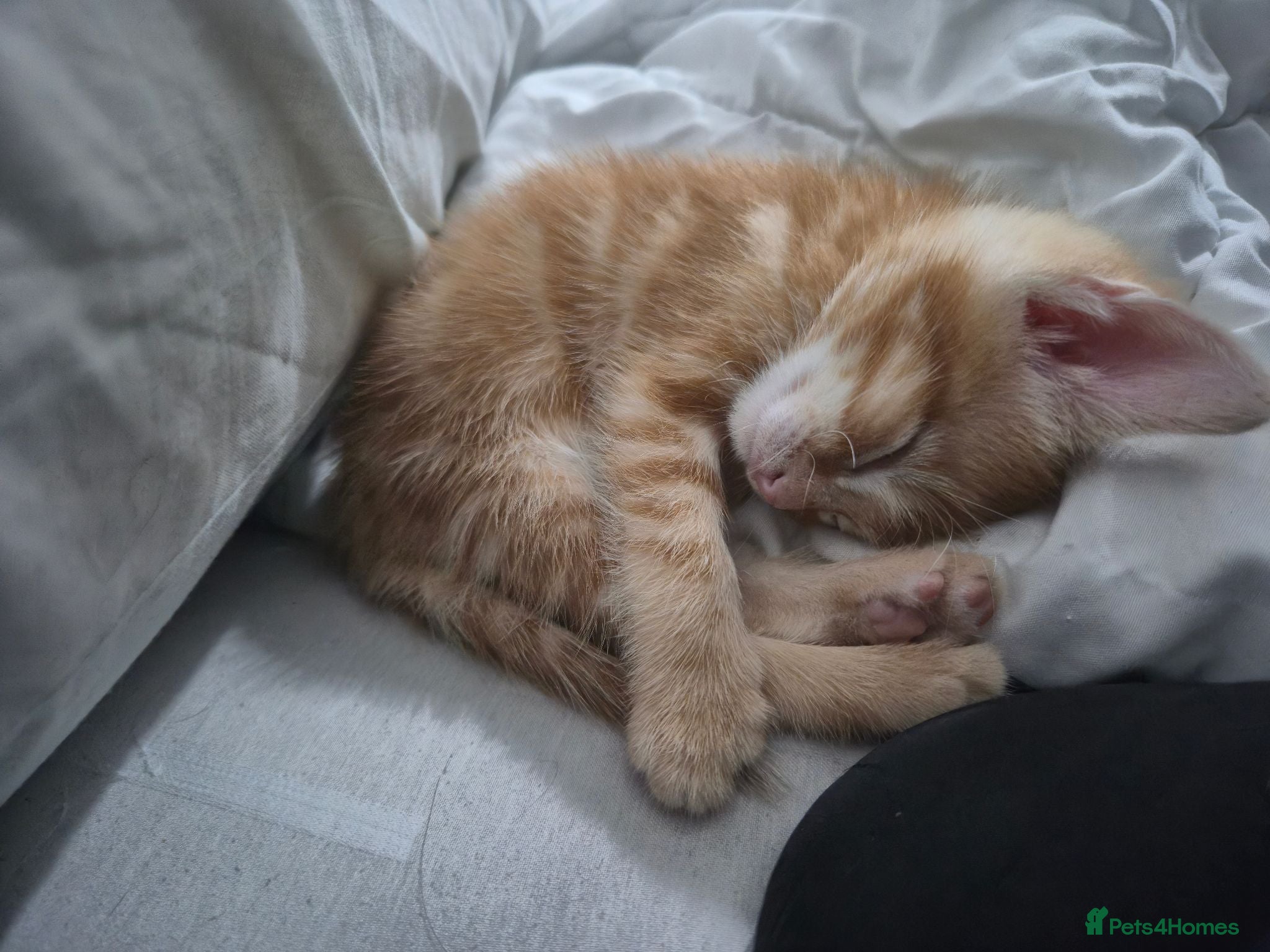 Mixed Breed cats Please read description!! 3 adorable - Advert 5