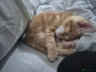 Mixed Breed cats Please read description!! 3 adorable - Advert 5