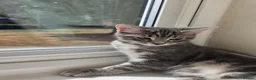 British Longhair cats for sale: One British long haired and one short haired.  - Advert 15