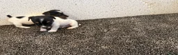 Jack Russell dogs for sale: Traditional Jack Russell Puppies  - Advert 12