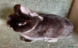 Netherland Dwarf rabbits for sale: Netherland dwarf bucks - Advert 4