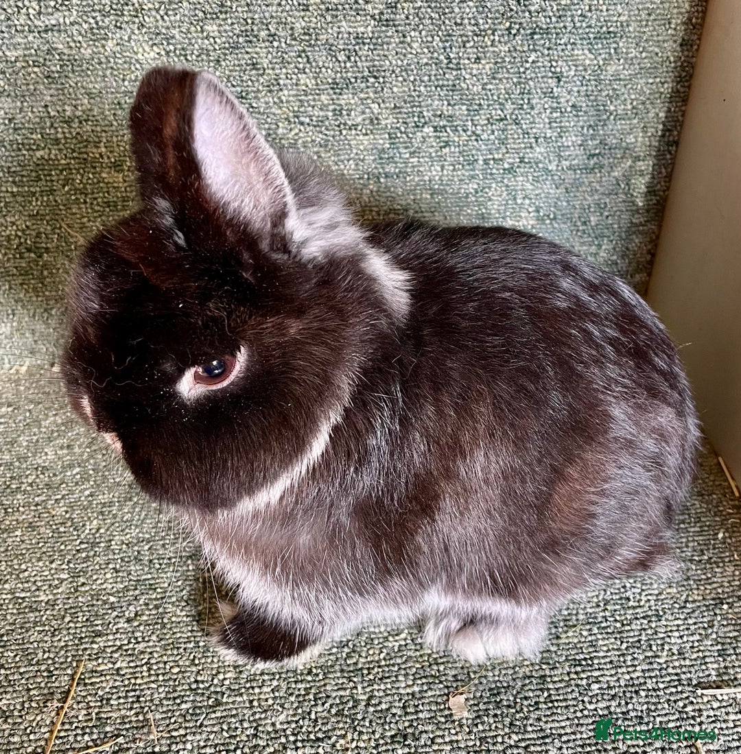 Netherland Dwarf rabbits for sale: Netherland dwarf bucks - Advert 4