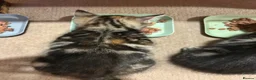 Mixed Breed cats for sale: Purr-fectly adorable playfull kittens - Advert 15