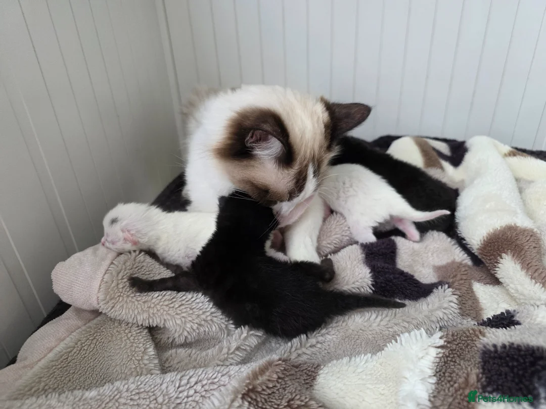 Mixed Breed cats for sale: Kittens😻Ragdoll mom x mixed breed dad😺 - Advert 9
