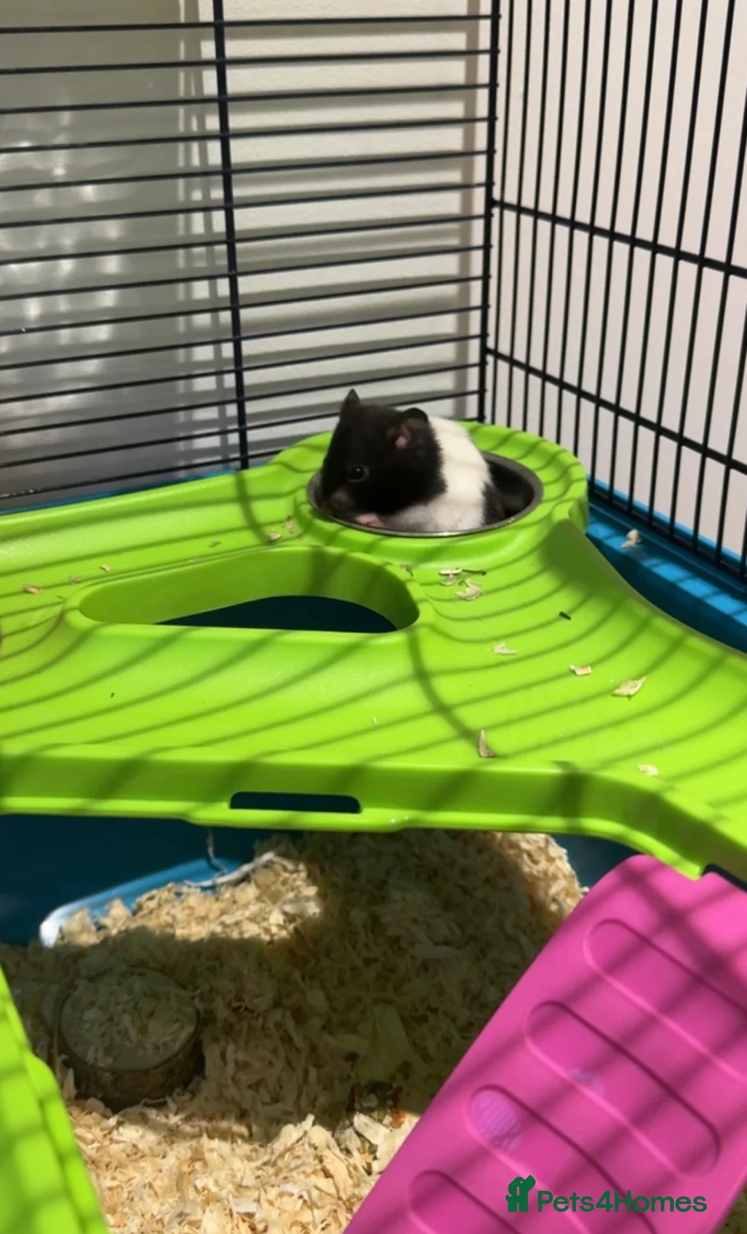 Hamster rodents for sale: Hamster and all accessories  - Advert 1