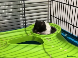 Hamster rodents Hamster and all accessories - Advert 4