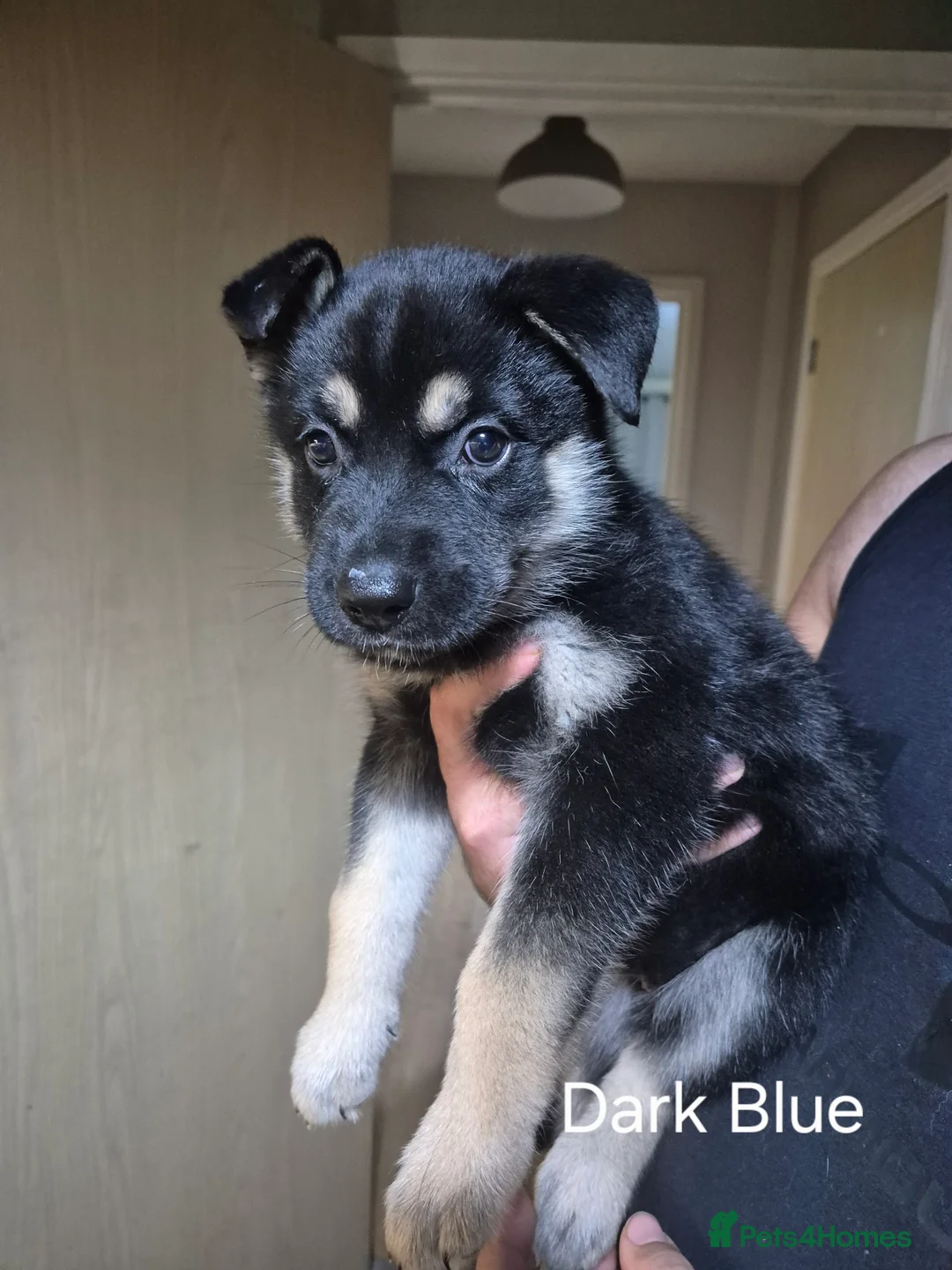 Mixed Breed dogs for sale: READY NOW! Stunning litter of puppies!! - Advert 35