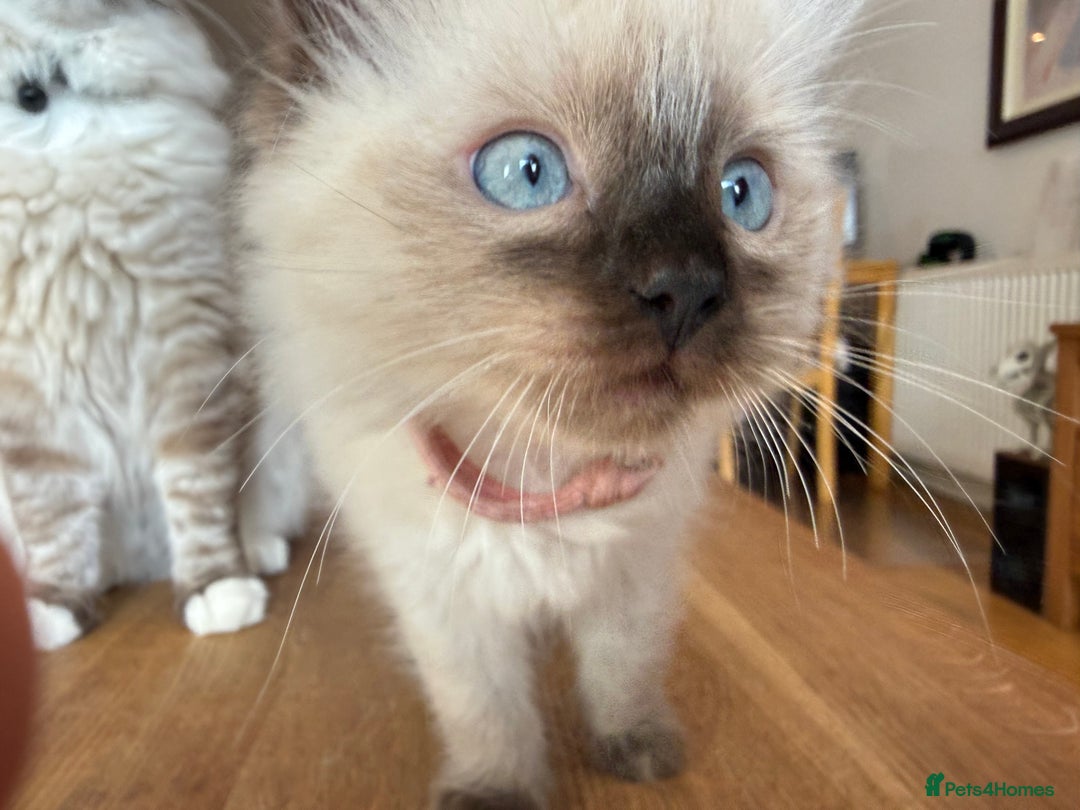 Ragdoll cats for sale: Ragdoll Kittens for Sale - Image 6