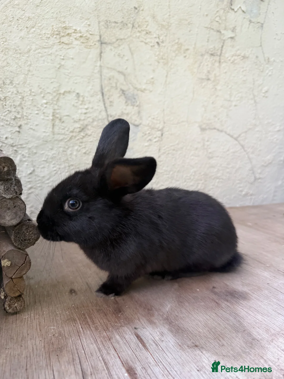 Mixed Breed rabbits for sale: Beautiful Young Black Doe  - Advert 1
