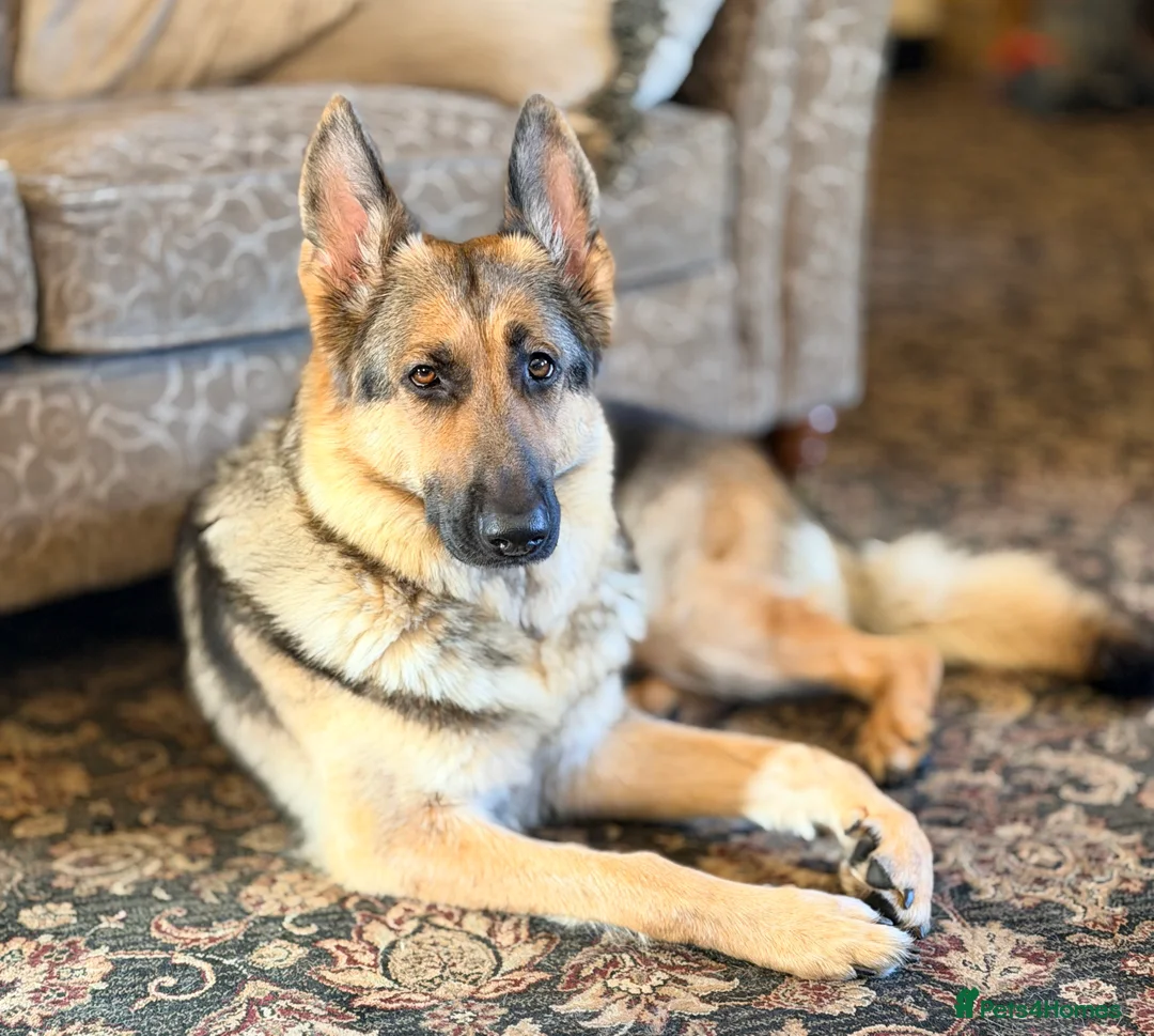 German Shepherd dogs for sale: German shepherd KC straight back bitch  - Advert 2