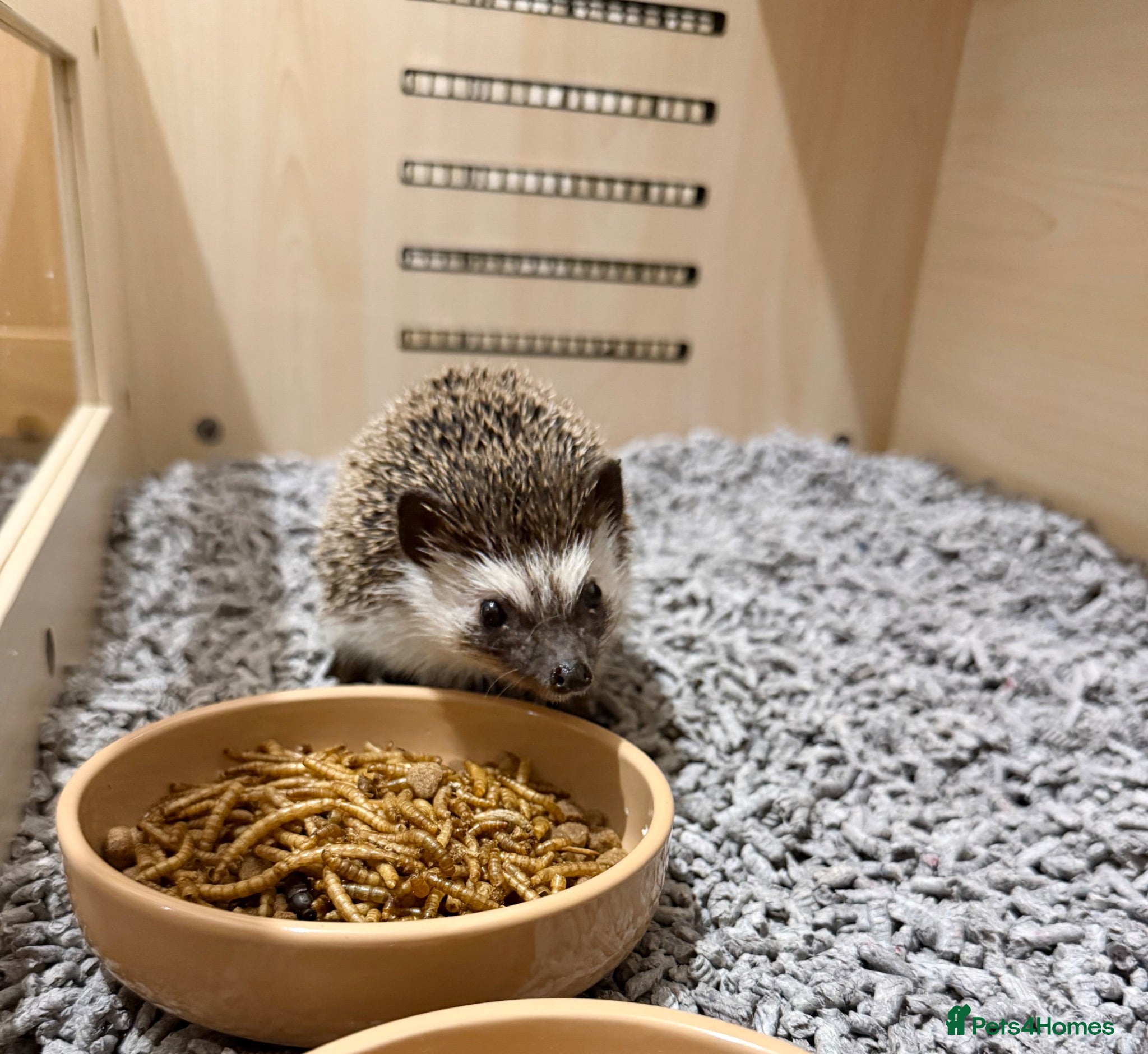 Pygmy Hedgehog rodents Male African Pygmy hedgehog  - Advert 2