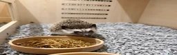Pygmy Hedgehog rodents for sale: Male African Pygmy hedgehog  in Cheadle - Advert 2