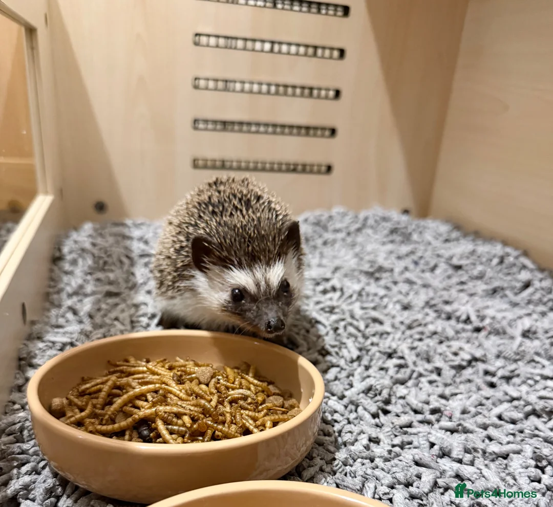 Pygmy Hedgehog rodents for sale: Male African Pygmy hedgehog  in Cheadle - Advert 2