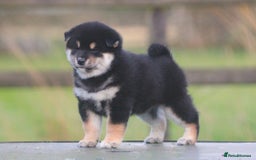 Japanese Shiba Inu dogs for sale: Super quality Shiba Inu puppies  - Image 7