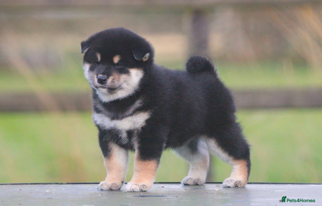 Japanese Shiba Inu dogs for sale: Super quality Shiba Inu puppies  - Image 7