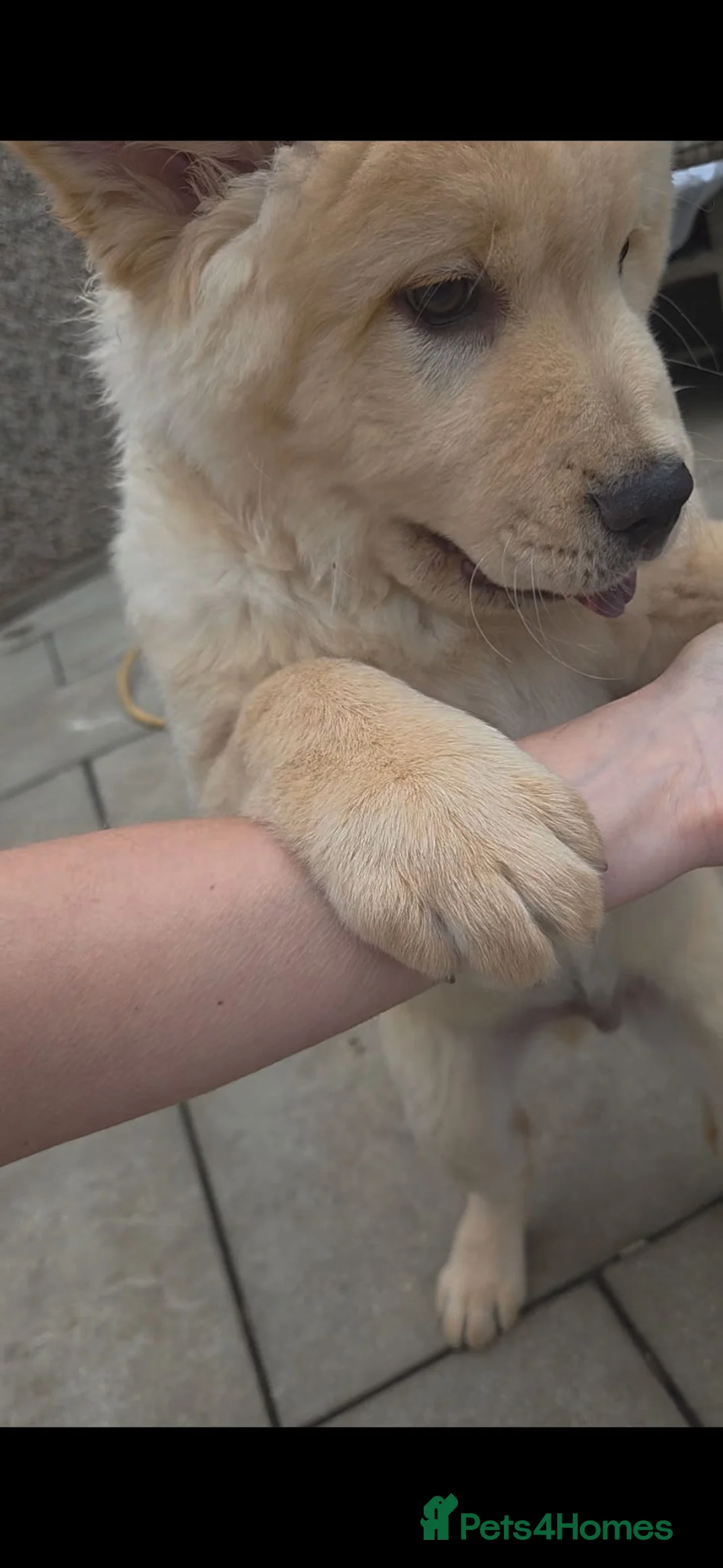 Mixed Breed dogs for sale: Dad full chow mom chow crossed.  - Advert 4
