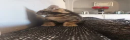 Bengal cats for sale: Bengal kittens looking for new family  - Advert 4