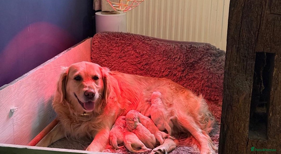 Golden Retriever dogs for sale: KC Golden Retriever Puppies for sale (4 boys left) - Image 12