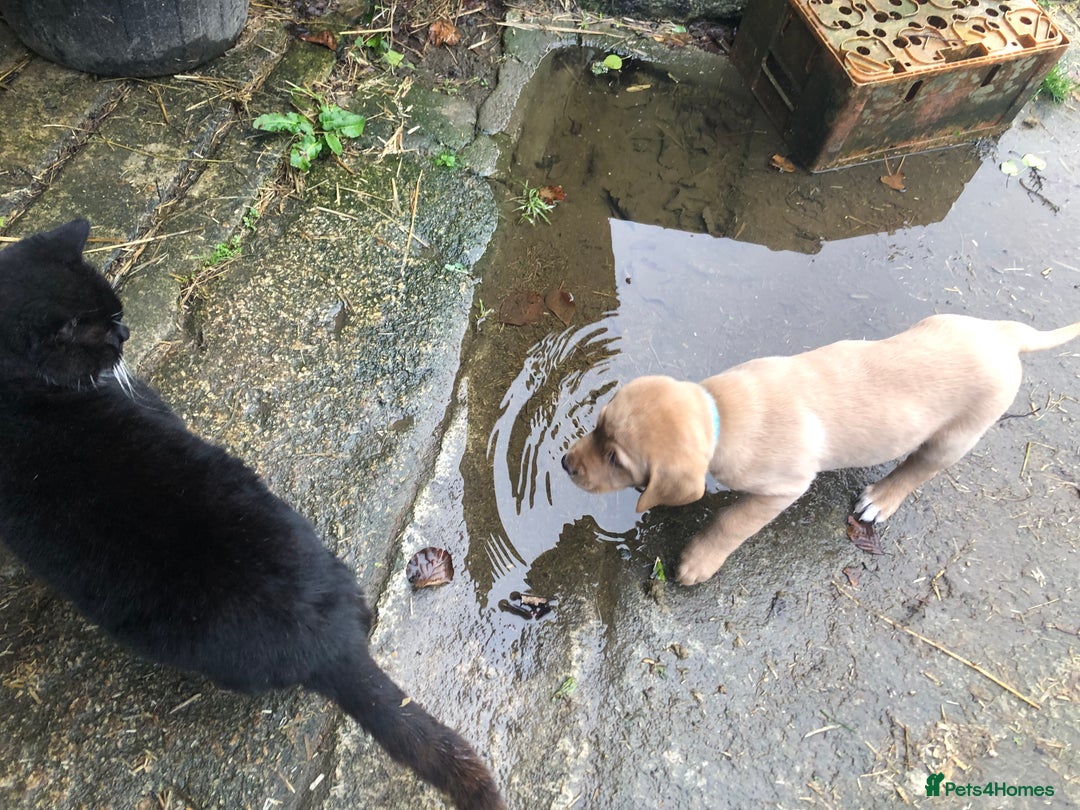 Labrador Retriever dogs for sale: Kc registered Labrador puppies(2 remaining) - Advert 17