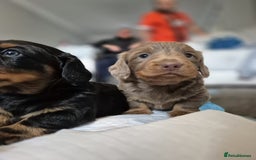 Dachshund dogs for sale: Dachshund - Image 13