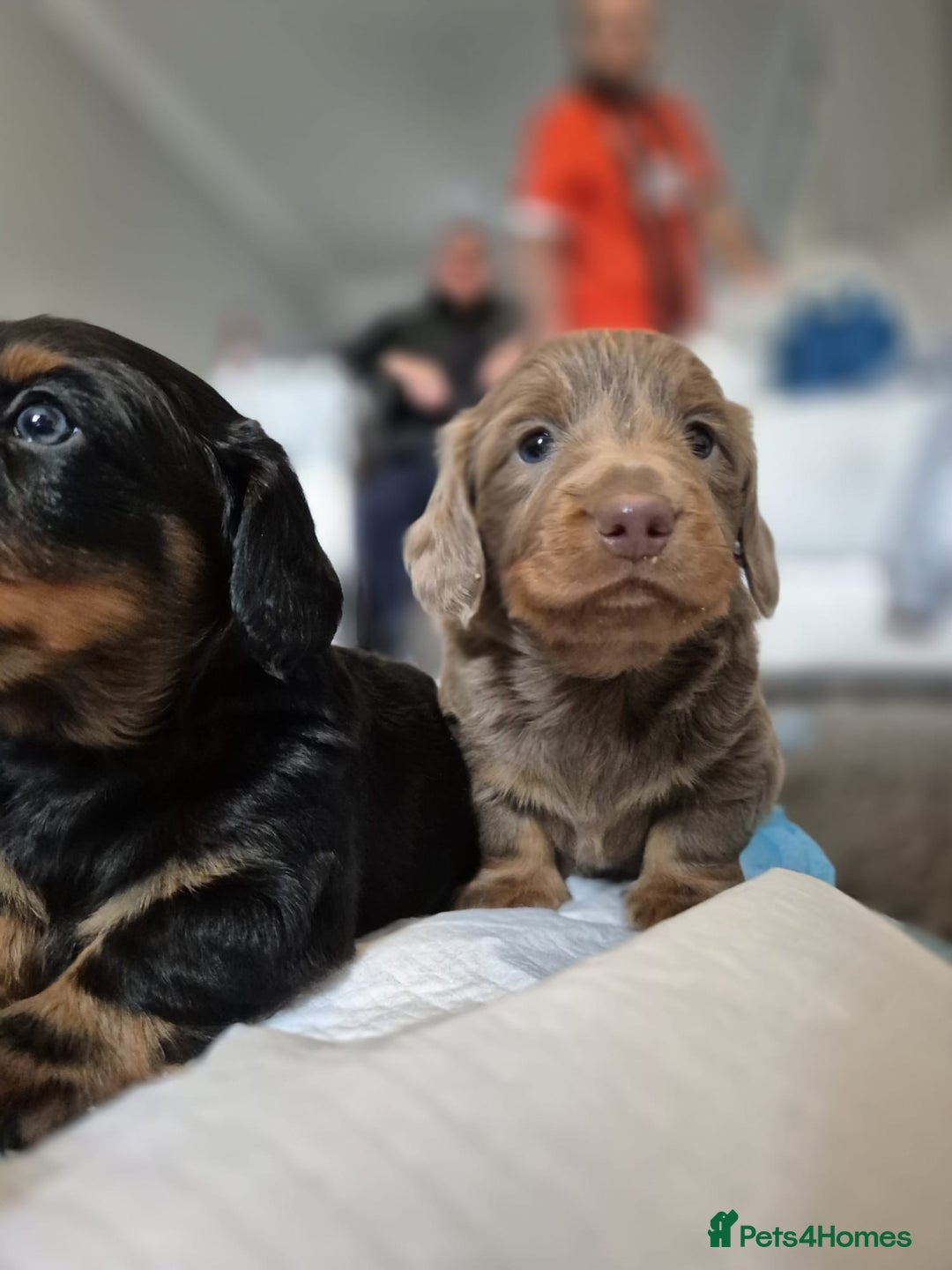 Dachshund dogs for sale: Dachshund - Image 13