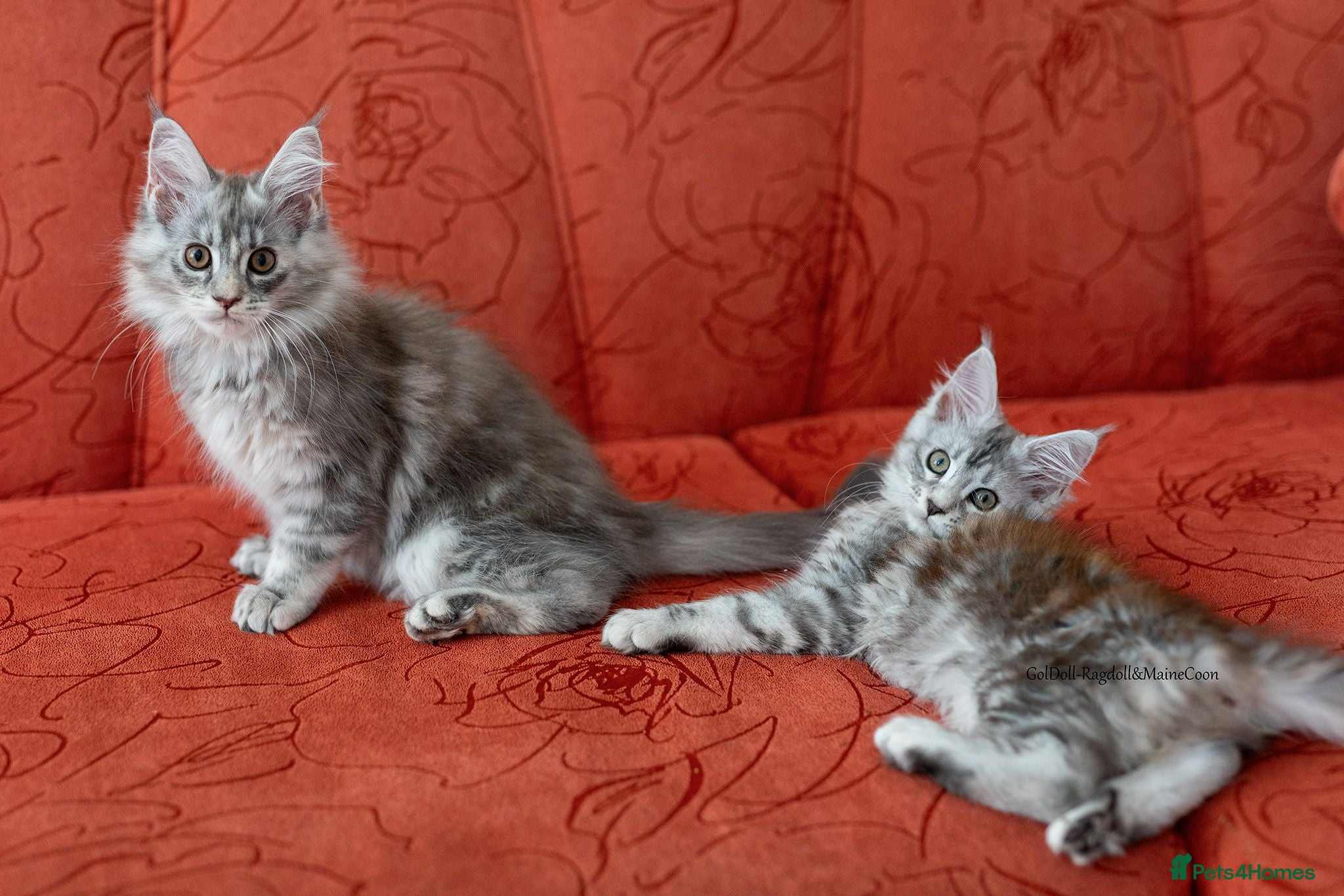 Maine Coon cats READY NOW GCCF Registered Maine Coon Kittens - Advert 1
