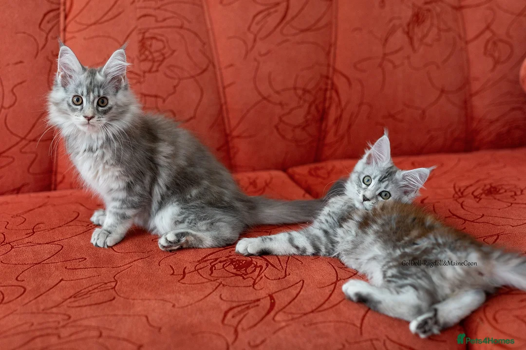 Maine Coon cats for sale: READY NOW GCCF Registered Maine Coon Kittens - Advert 1