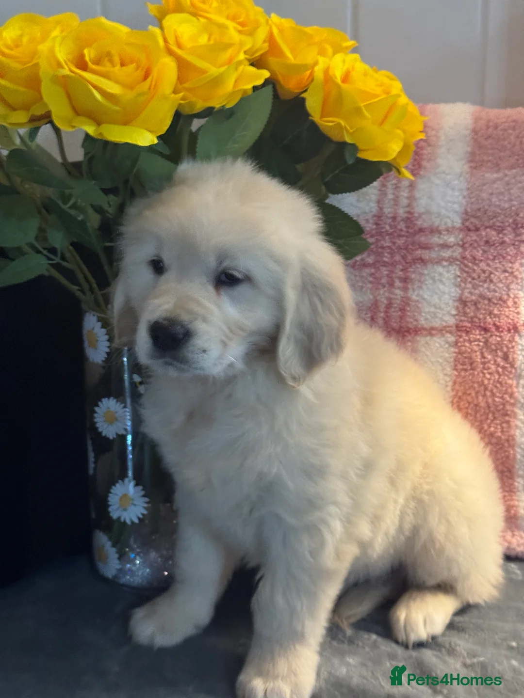 Golden Retriever dogs for sale: 8 kc reg gorgeous cream golden retriever puppies  - Advert 8