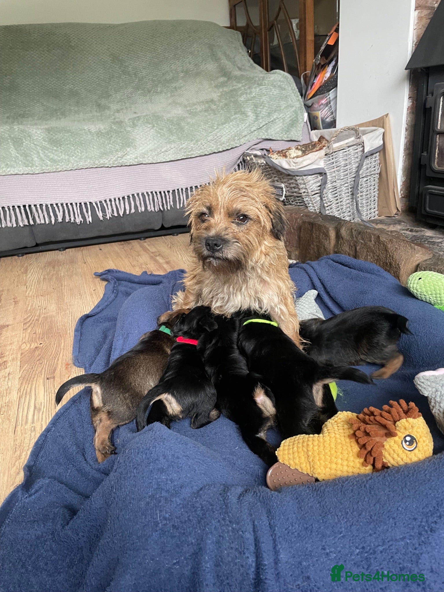 Border Terrier dogs KC REGISTERED BORDER TERRIER PUPPIES  - Advert 6