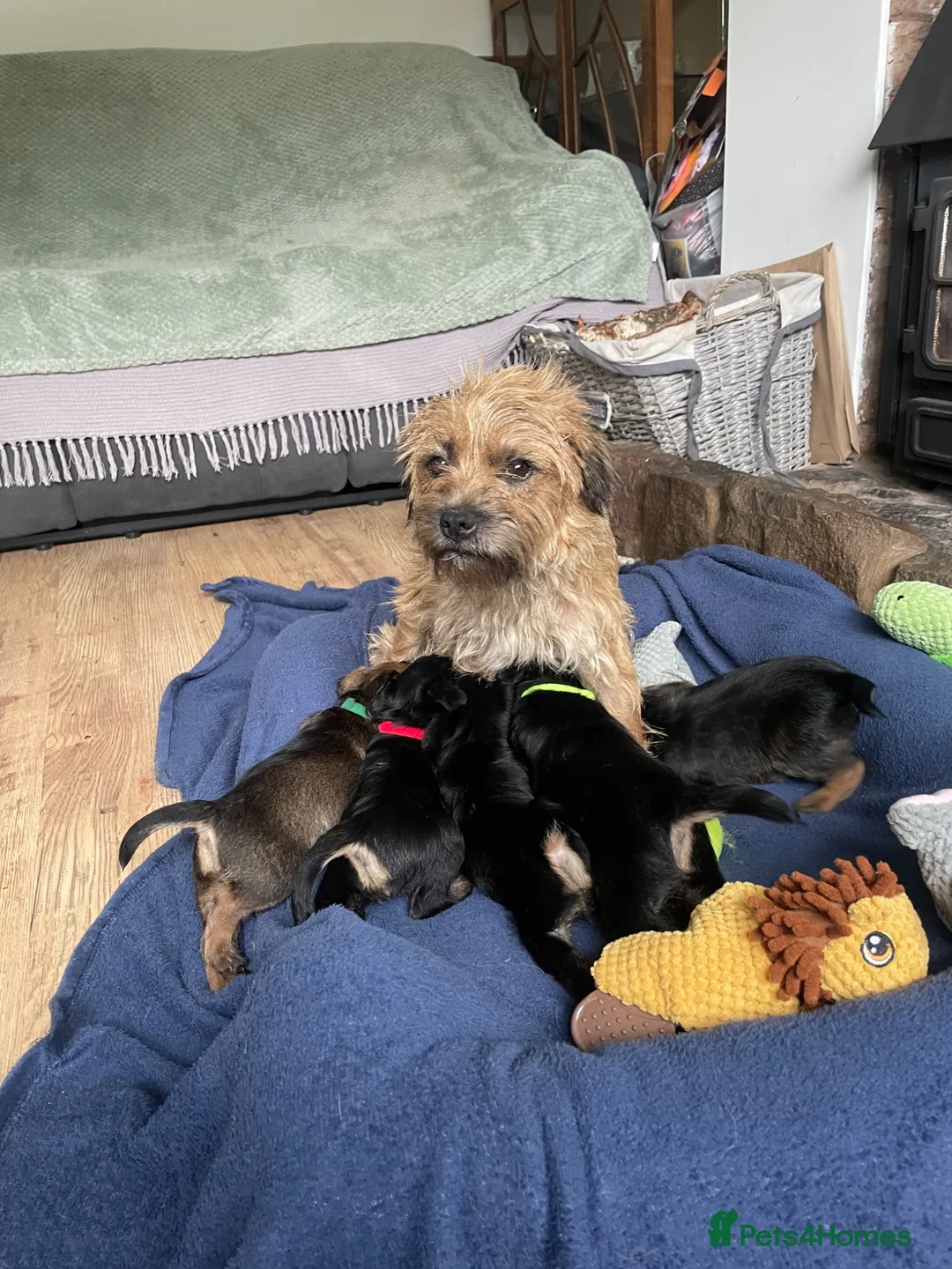 Border Terrier dogs for sale: KC REGISTERED BORDER TERRIER PUPPIES  - Advert 1