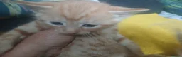 Mixed Breed cats for sale: beautiful kittens  - Advert 10